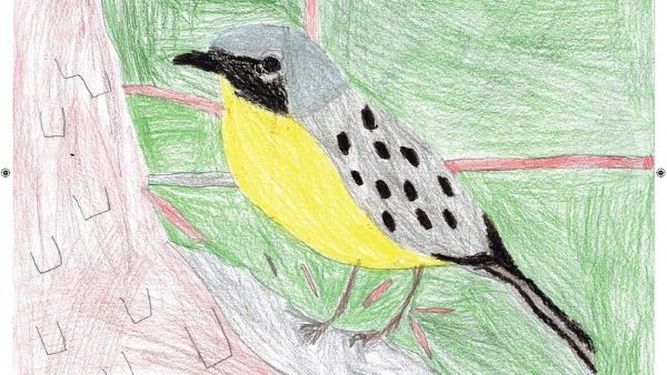 A colorful drawing of a Kirtland's Warbler made by a child