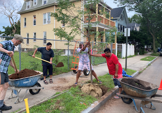 Four people work together to plant a tree near a neighborhood street 