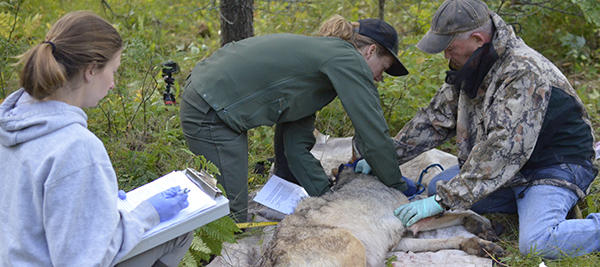 Wildlife personnel do a well-being check on a gray wolf before the animal is relocated to Isle Royale National Park.