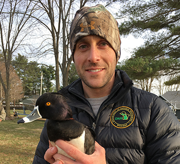A DNR Wildlife Division staffer holds a ring-necked duck while on a bird banding project.