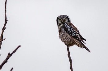 a brown and gray northern hawk owl perched in the treetops along Lake Superior in Marquette