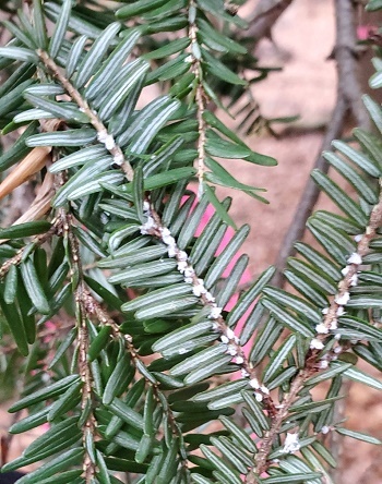 close-up view of a hemlock tree branch, with dark green needles and an infestation of small, white hemlock woolly adelgid ovisacs