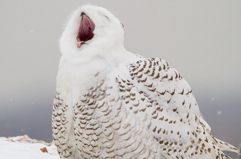 This photo by Christian Tompkins, Audubon Photograph Awards, captures a beautiful white, tan-flecked snowy owl mid-yawn.