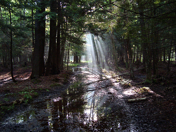 Sunlight filters through the canopy of  forest descending to the forest floor.
