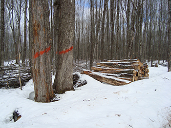 Trees marked for cutting are shown on Commercial Forest property in Michigan.