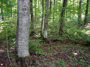 The bright, green understory of a forest on Commercial Forest property is shown.
