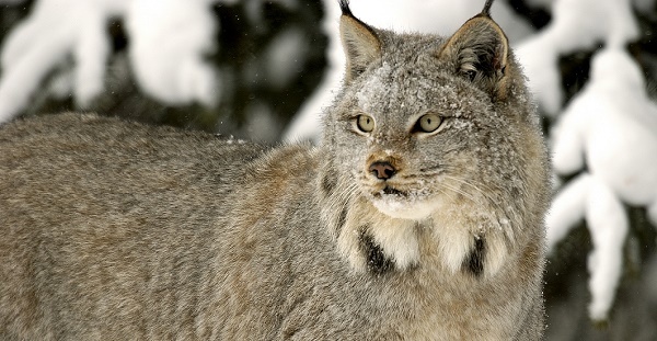 a tan, silvery Canada lynx with tufted ears and pale green eyes, looking back across its body, with snow-covered trees in background