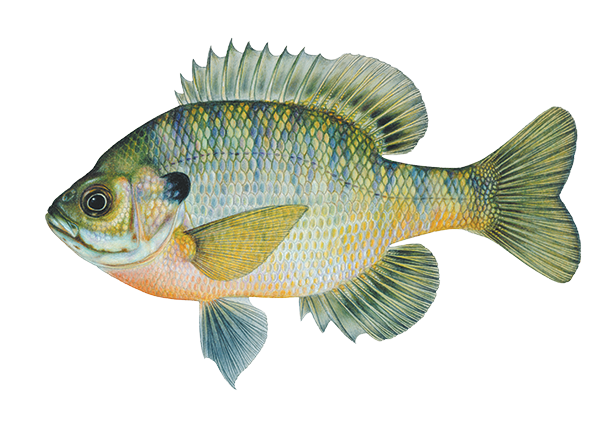 Bluegill