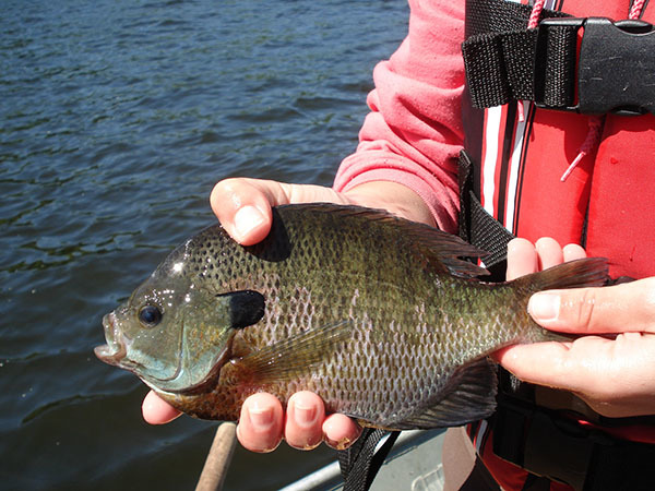 Angler holding a bluegill 