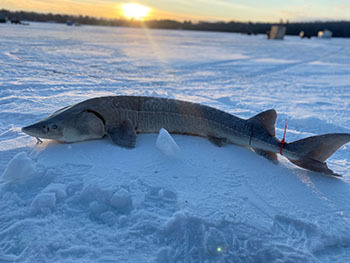A 62-inch sturgeon on ice