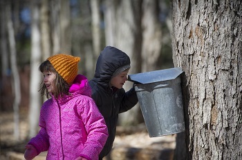 young, smiling girl in pink coat looks away from a boy in dark blue coat who is peeking into a sap-gathering bucket hooked on a tree