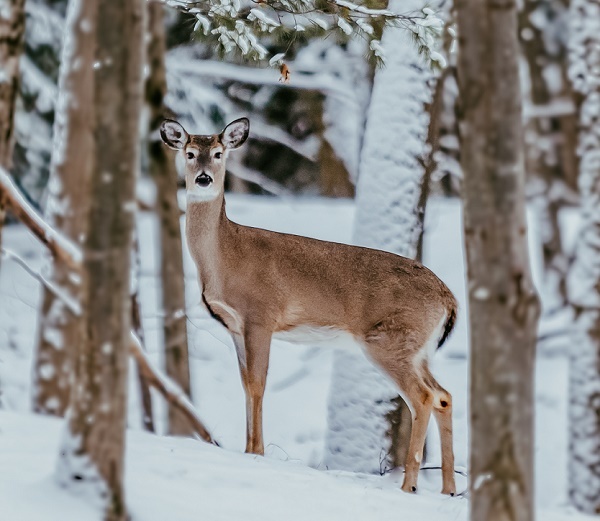 A healthy-looking white-tailed deer stares at the camera, while standing among several snow-covered trees