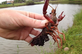 someone's hand holding a red-and-black red swamp crayfish, about 6-7 inches long, over a grassy pond area