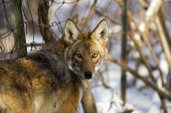 tan and gray coyote, ears up, looks back over its shoulder toward the camera, standing in snowy woods, sunlight behind