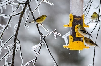 several yellow and black goldfinches gather on icy tree branches and a bright yellow thistle tube feeder