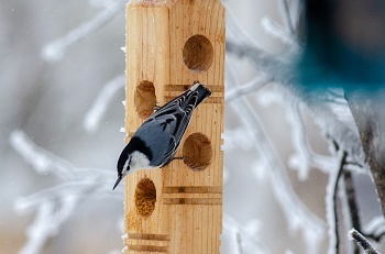 pale and dark blue and white bird hangs on yellow-orange, rectangular bird feeder with holes drilled into it, icy branches in background