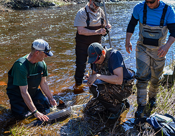 Fisheries personnel from several agencies work with a captured sturgeon during spring egg take on the Sturgeon River in Baraga County.