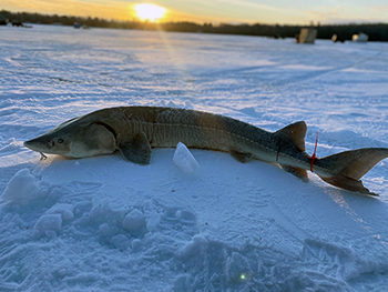 The largest sturgeon caught on the day by Matt Barber is shown on the ice of Black Lake.
