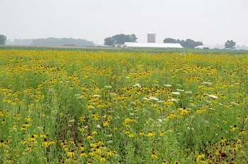 yellow and white wildflowers cover prairie land, with white farm buildings sitting way in the background