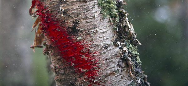 A scarlet marking on a tree trunk designates a timber sale boundary.