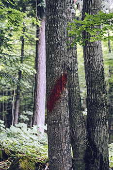 A red spray-paint timber sale boundary marking is shown on a tree trunk in a forest.