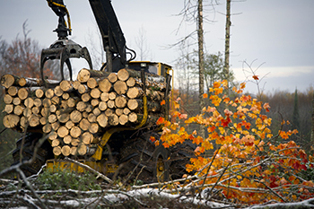 A pile of freshly cut timber is shown with logging equipment in a forest.