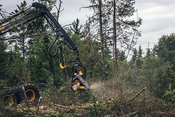 A timber crew works with heavy equipment to remove trees from a timber sale.
