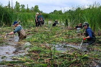 Volunteers remove cattails and European frog-bit from shallow water near Alpena, Michigan.