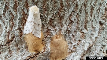 A spongy moth near brown, fuzzy egg masses