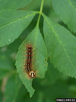 A spongy moth caterpillar on a leaf