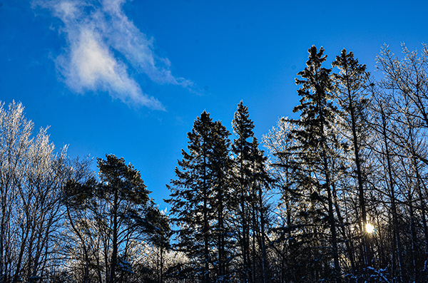 Sunny, blue skies a shone over a northern hardwoods stand after a winter storm.