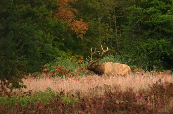 a mature brown and tan bull elk stands in chest-high prairie grass, against the backdrop of a thick, green forest