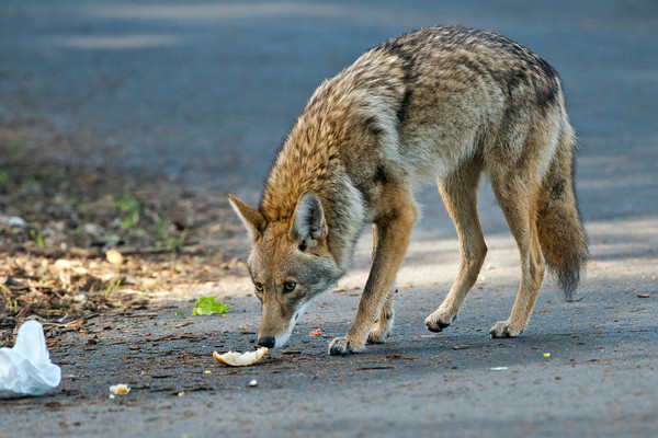 A coyote stands on a paved pathway and sniffs some food trash left behind.