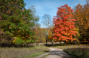 a mature, lush green tree on left of a winding dirt trail, a mature, bright orange and red tree on right side of the trail, amid tall grass
