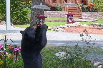 black bear standing up, holding the sides of a red and white birdfeeder as it eats the seed, all in a landscaped residential area