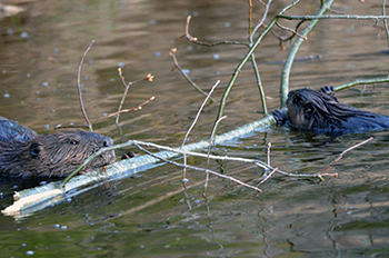 Two beavers swim with a stick, bringing it to a shoreline area at a Marquette County lake.