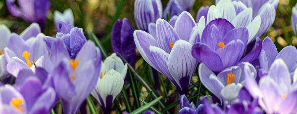 a tight grouping of bright purple crocuses with orange stamens, green grass peering through part of the background