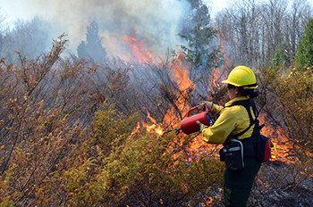 A DNR firefighter uses a drip torch to ignite some brush during a prescribed burn in Delta County.