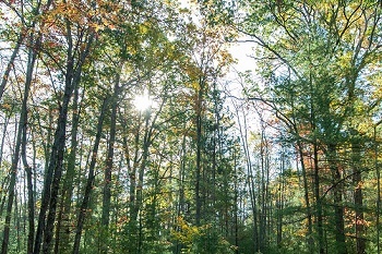 Tall, thin trees with mostly green leaves, some orange and yellow leaves, fill up the screen, with sunlight streaming through