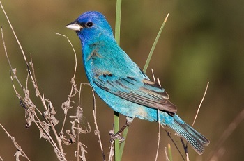 side view of a bright-blue bird with blue and black wings, perched on a dried reeds and a few blades of tall, green grass. 
