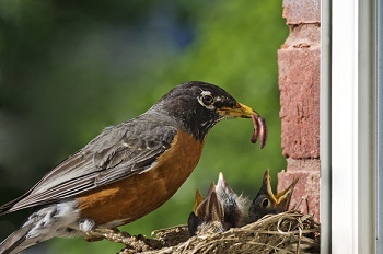 an adult brown and dark gray bird perched on nest near red brick ledge, plump worm in mouth, prepares to feed baby birds with upturned beaks