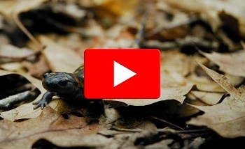 brown, dried leaves bunched up on the ground, with a tiny, dark frog on top of them. A red and white video play button is in center of the image.