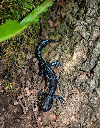 looking down on a blue spotted salamander, dark blue with tiny light blue spots, on a brown-barked tree trunk, with a bright green plant at top