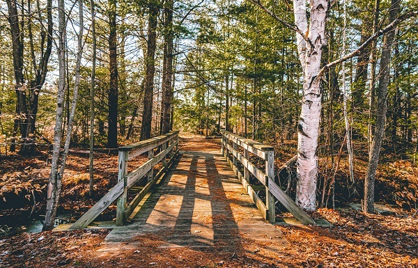 approaching a weather-worn, wooden bridge, covered in orange leaves and sunlight spilling through slats, surrounded by white birch and pine trees