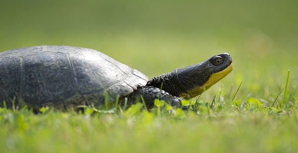 profile view of a dark green and yellow Blanding's turtle, head tilted up, nestled in bright green spring grass