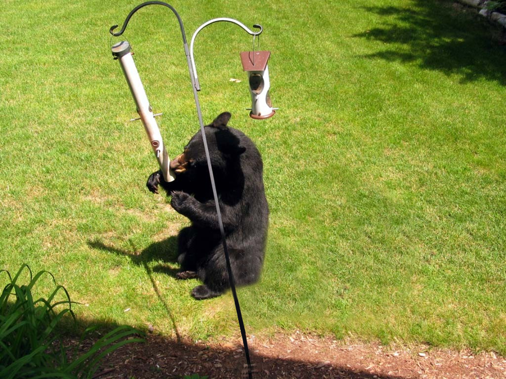 A black bear sits in a mowed lawn eating feed from a bird feeder hanging on a hook.