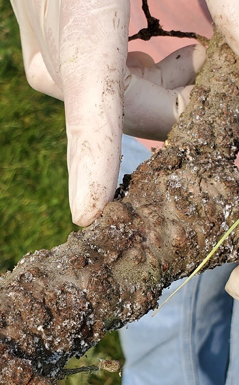 white, gloved fingers point out areas of a dark brown tree branch with small white clumps indicating balsam woolly adelgid infestation