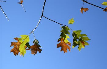 Oak leaves in orange and brown against a blue sky reflect a possible infection with oak wilt. 