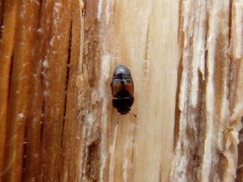 A nitadulid beetle sits on a bark-free portion of an oak tree infected with oak wilt. 