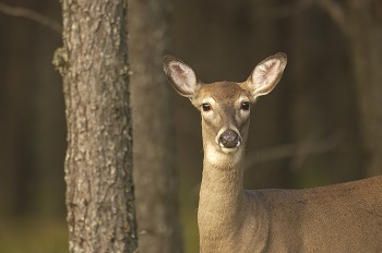 head and shoulders view of a tan white-tailed deer, standing next to a straight, tall, dark-barked tree